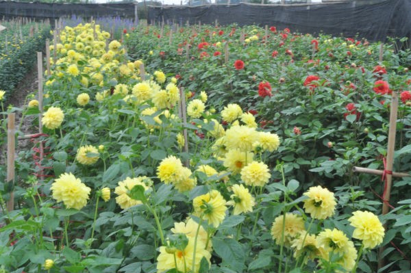 Tay Tuu flower village in Spring  - ảnh 6